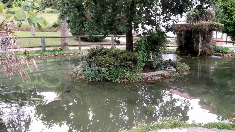 ballina estanque miciudad 1 768x432